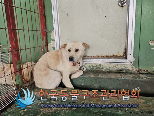 믹스견 이미지 파일 입니다.